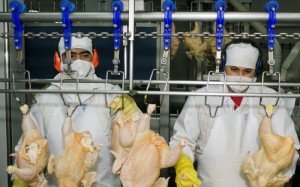 carne_aviar_pollos_0